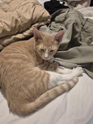 Lost Male Cat last seen Ryder street between Avenues T and U, Brooklyn, NY 11234