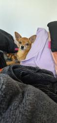 Found/Stray Female Dog last seen University and Chicago , Riverside, CA 92507