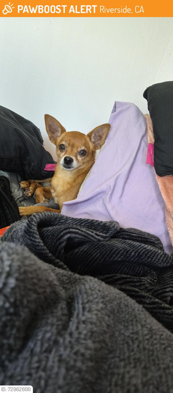 Found/Stray Female Dog last seen University and Chicago , Riverside, CA 92507