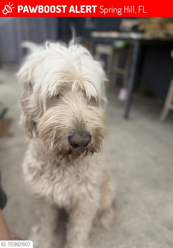 Lost Male Dog last seen Coronado and Linden , Spring Hill, FL 34609