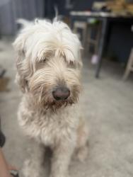 Lost Male Dog last seen Coronado and Linden , Spring Hill, FL 34609
