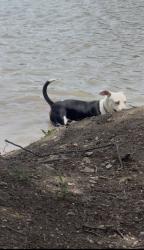 Reunited Male Dog last seen W vickery blvd, Fort Worth, TX 76116