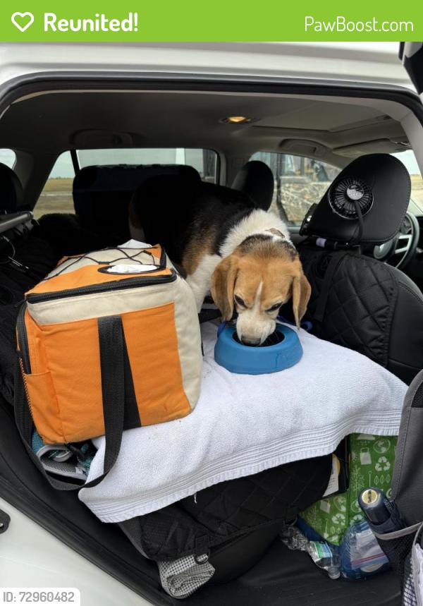 Reunited Male Dog last seen Loves truck stop/ Menke Farms, Amarillo, TX 79124