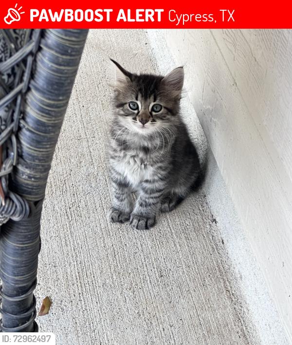 Lost Unknown Cat last seen Near Poppy Grove Ln & Cholla Canyon in Youpon Ranch next to pool, Cypress, TX 77433