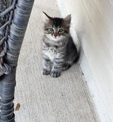 Lost Unknown Cat last seen Near Poppy Grove Ln & Cholla Canyon in Youpon Ranch next to pool, Cypress, TX 77433