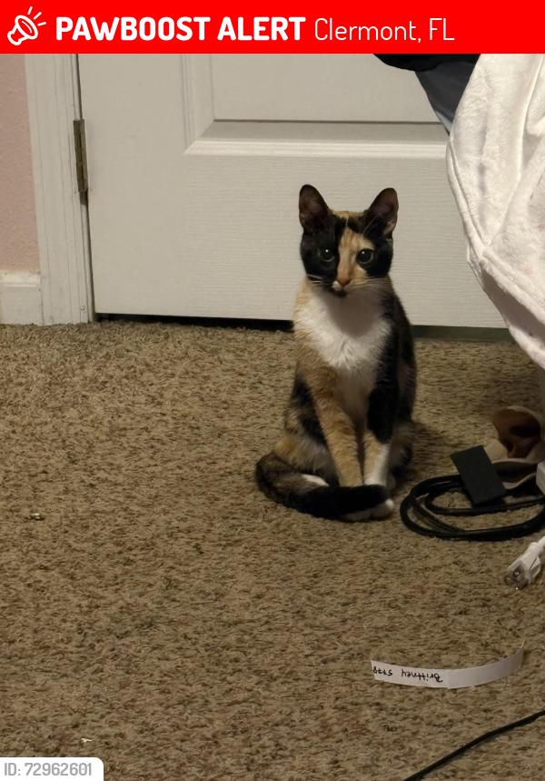 Lost Female Cat last seen Greater groves wawa, Clermont, FL 34714