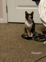 Lost Female Cat last seen Greater groves wawa, Clermont, FL 34714