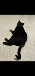 Lost Male Cat last seen Surveyors Rd in old Krugerville , Krugerville, TX 76227