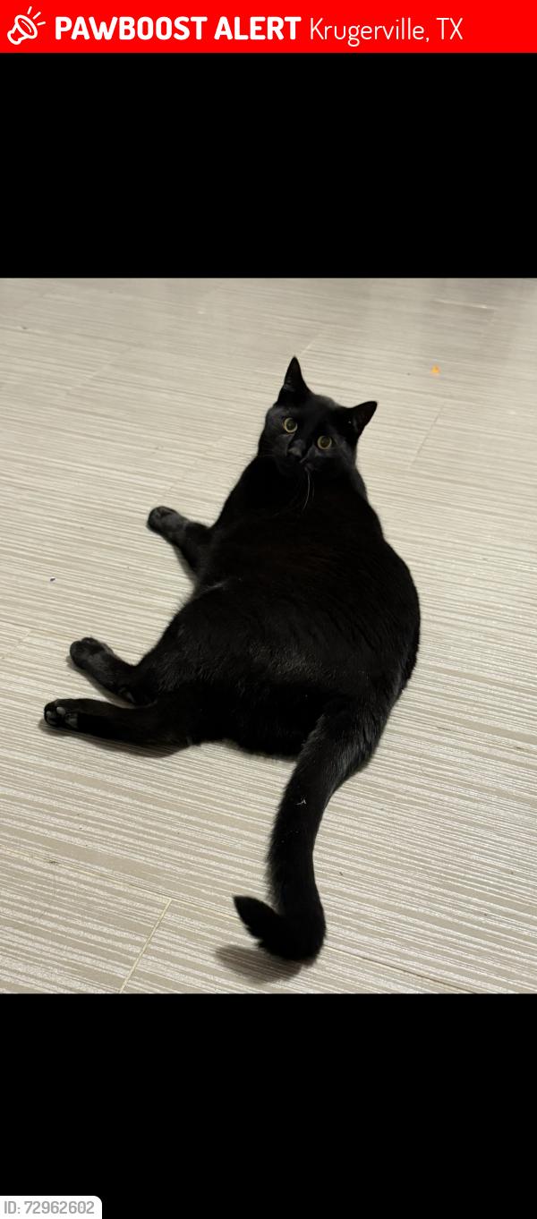 Lost Male Cat last seen Surveyors Rd in old Krugerville , Krugerville, TX 76227