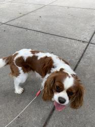 Reunited Male Dog last seen Maple and 135th w, Wichita, KS 67235