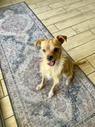 Found/Stray Male Dog last seen Discovery Elementary School , Glendale, AZ 85303