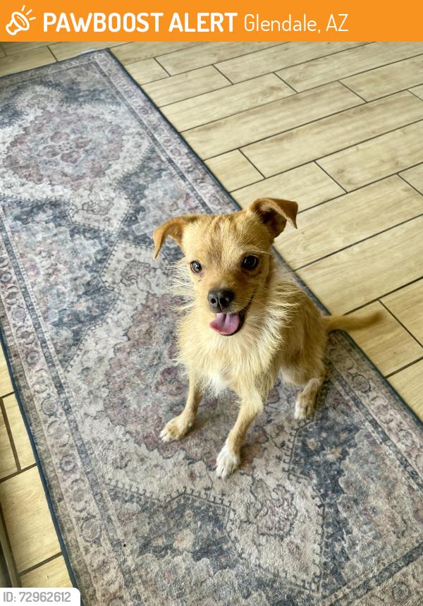 Found/Stray Male Dog last seen Discovery Elementary School , Glendale, AZ 85303