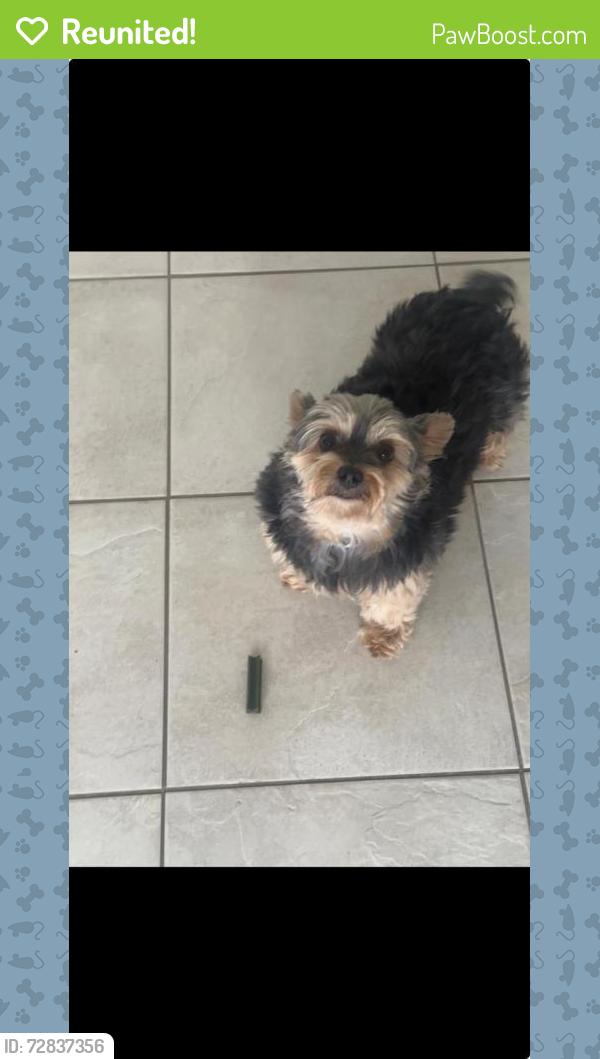 Reunited Female Dog last seen Pecos Trail and Red River Trail, Irving, TX 75063
