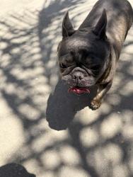 Reunited Female Dog last seen E Buckingham near Walmart , Fresno, CA 93726