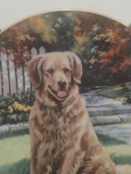 Lost Male Dog last seen Elvina , San Leandro, CA 94579