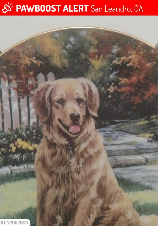 Lost Male Dog last seen Elvina , San Leandro, CA 94579