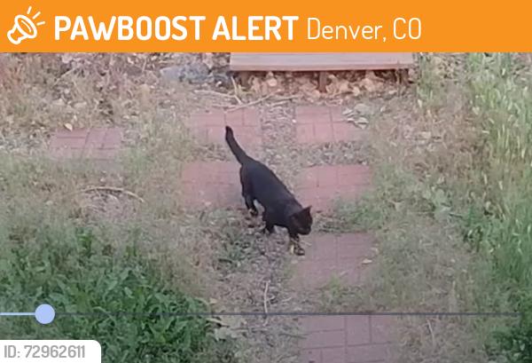 Found/Stray Unknown Cat last seen S Ogden st and Iliff ( Rosedale park), Denver, CO 80210