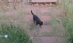Found/Stray Unknown Cat last seen S Ogden st and Iliff ( Rosedale park), Denver, CO 80210