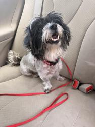 Found/Stray Female Dog last seen 13th and Windlake Ave, Milwaukee, WI , Milwaukee, WI 53215