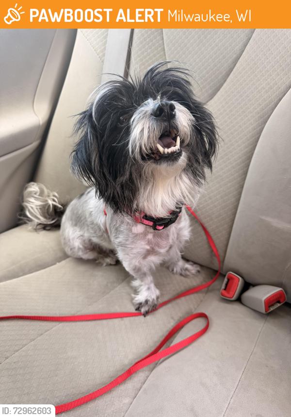 Found/Stray Female Dog last seen 13th and Windlake Ave, Milwaukee, WI , Milwaukee, WI 53215