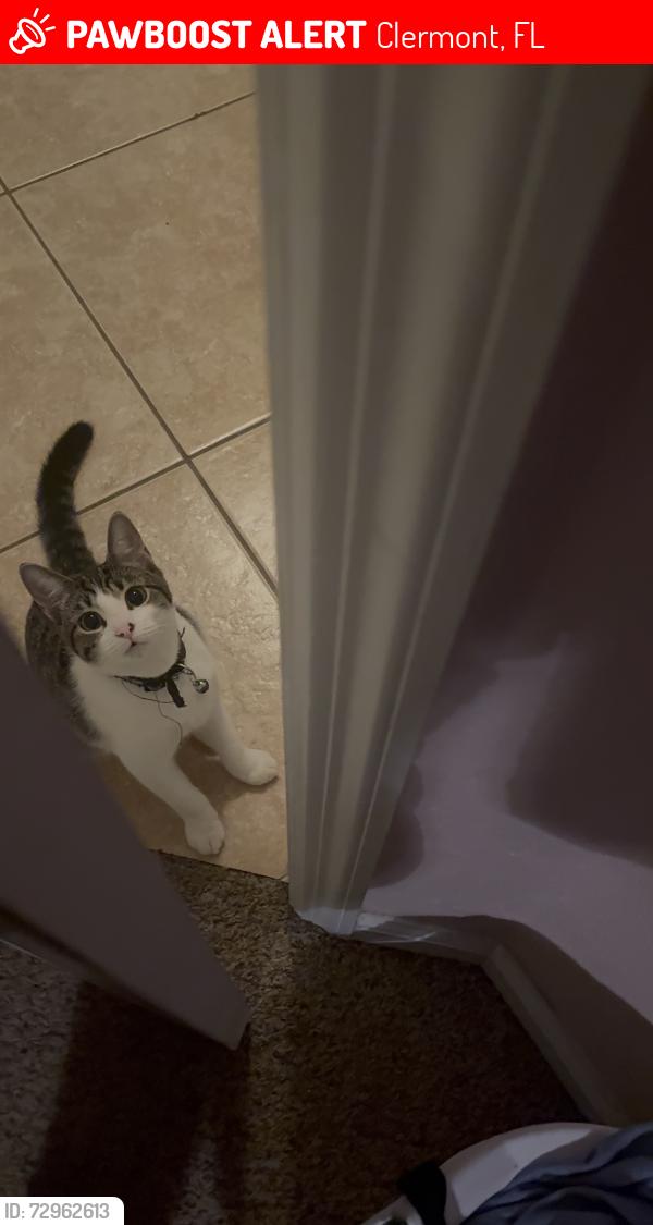 Lost Female Cat last seen Wawa greater groves, Clermont, FL 34714
