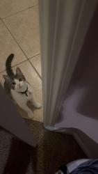 Lost Female Cat last seen Wawa greater groves, Clermont, FL 34714