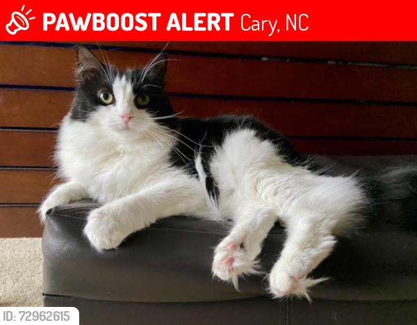 Lost Male Cat last seen Near West Lake Middle School , Cary, NC 27539