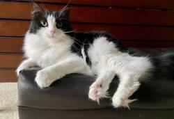 Lost Male Cat last seen Near West Lake Middle School , Cary, NC 27539