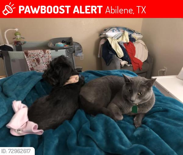 Lost Male Cat last seen The Enclave in Heritage Parks, Abilene, TX 79601
