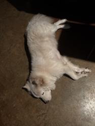 Lost Male Dog last seen Near east hosp drive Angleton Texas, Angleton, TX 77515
