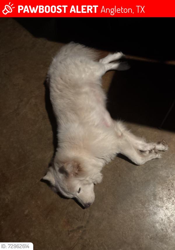 Lost Male Dog last seen Near east hosp drive Angleton Texas, Angleton, TX 77515