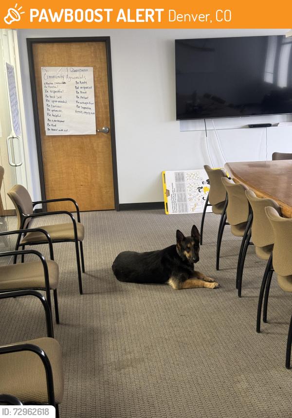 Found/Stray Unknown Dog last seen 47th & Peoria b, Denver, CO 80239