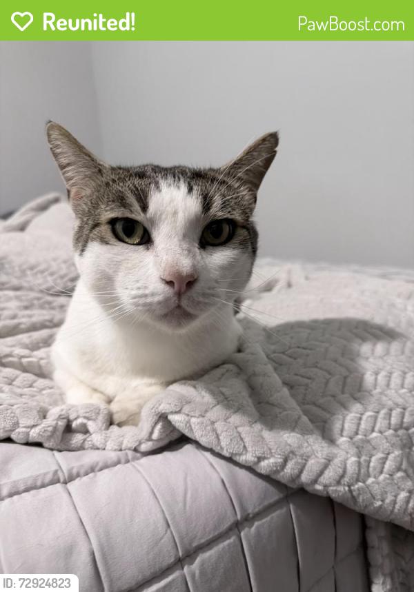 Reunited Male Cat last seen Manecke Rd and West St, Brooksville, FL 34601