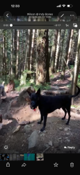 Reunited Male Dog last seen Whyte Lake Park, West Vancouver, BC V7W 1V2