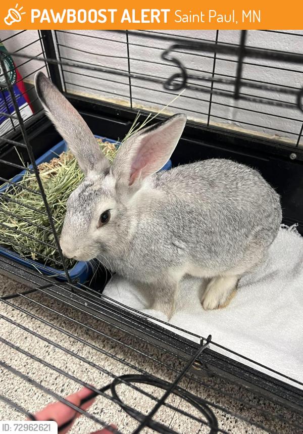 Found/Stray Unknown Rabbit last seen Upper Afton Road and White Bear Ave, Saint Paul, MN 55106