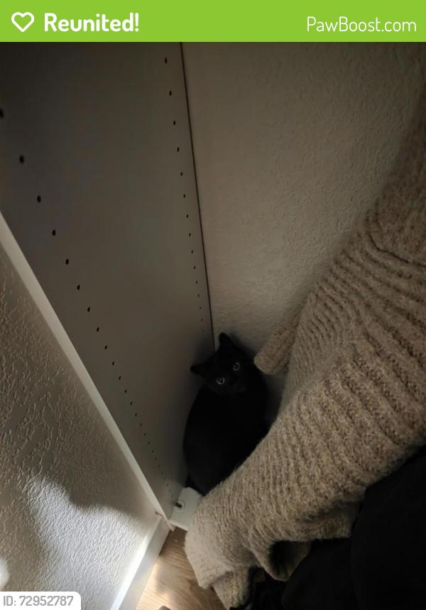 Reunited Unknown Cat last seen Brookhaven Pass & Faraday, Vista CA 92081, Vista, CA 92081