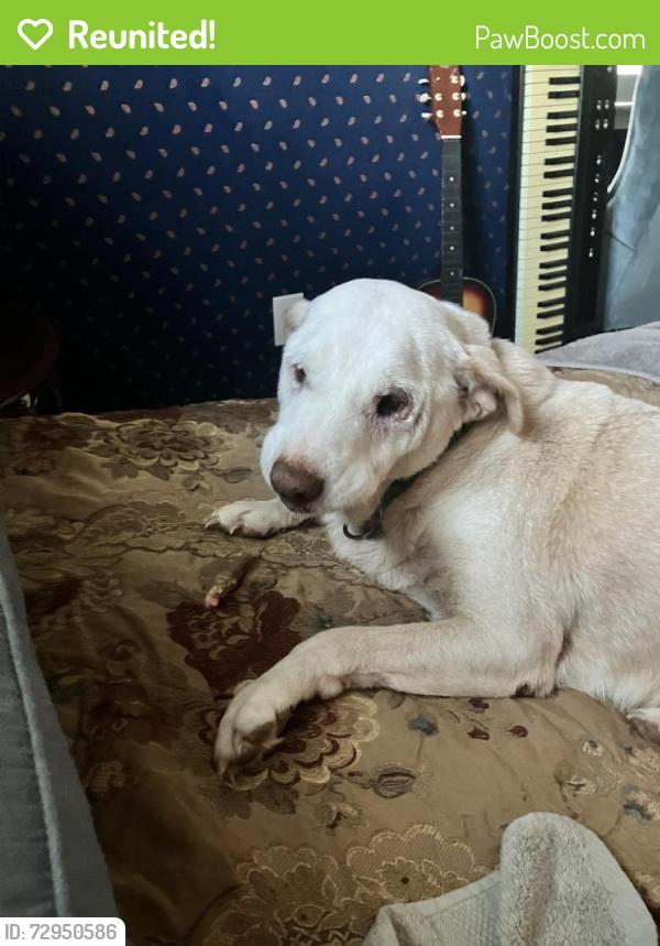 Reunited Female Dog last seen Near Estes Road Bolingbroke , Macon, GA 31210