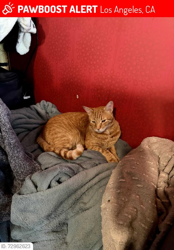Lost Male Cat last seen Avenue san luis and Topanga, Los Angeles, CA 91364