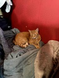 Lost Male Cat last seen Avenue san luis and Topanga, Los Angeles, CA 91364
