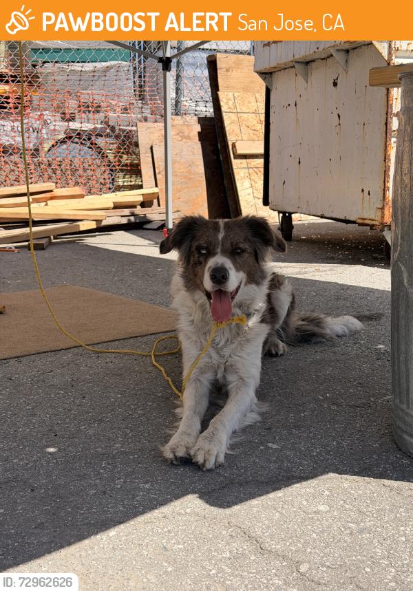 Found/Stray Unknown Dog last seen 10th and hedding, San Jose, CA 95112