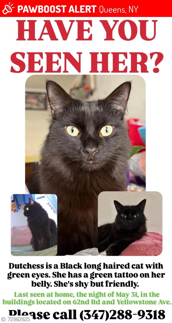 Lost Female Cat last seen 62nd Rd & Yellowstone Ave, Queens, NY 11375