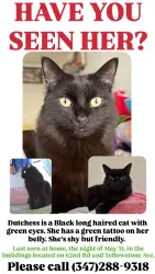 Lost Female Cat last seen 62nd Rd & Yellowstone Ave, Queens, NY 11375