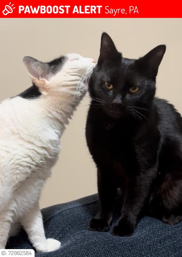 Lost Male Cat last seen Lafayette and Fulton, Sayre, PA 18840