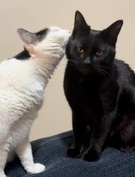 Lost Male Cat last seen Lafayette and Fulton, Sayre, PA 18840