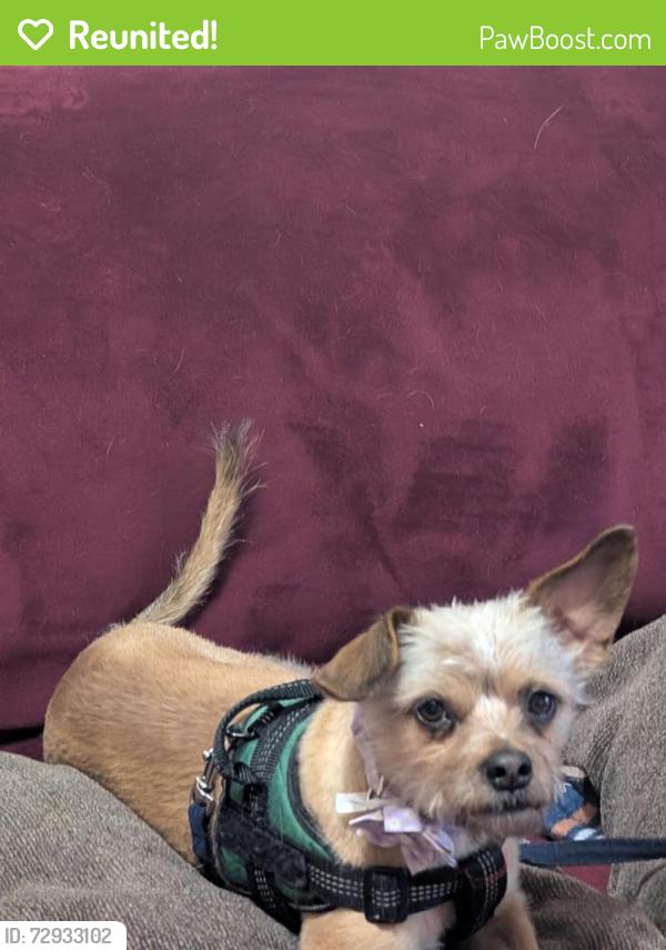 Reunited Female Dog last seen Emerald Pl. Near Plumb Ln., Reno, NV 89502
