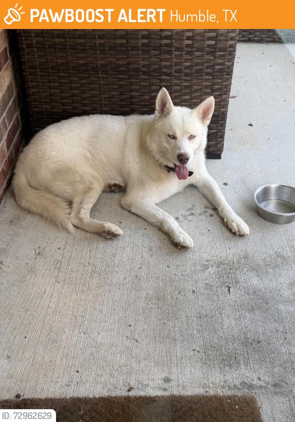 Found/Stray Male Dog last seen fall creek, Humble, TX 77396