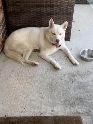 Found/Stray Male Dog last seen fall creek, Humble, TX 77396