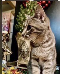 Lost Female Cat last seen Wembley Park Road and Upland Drive, Lake Oswego, OR 97035