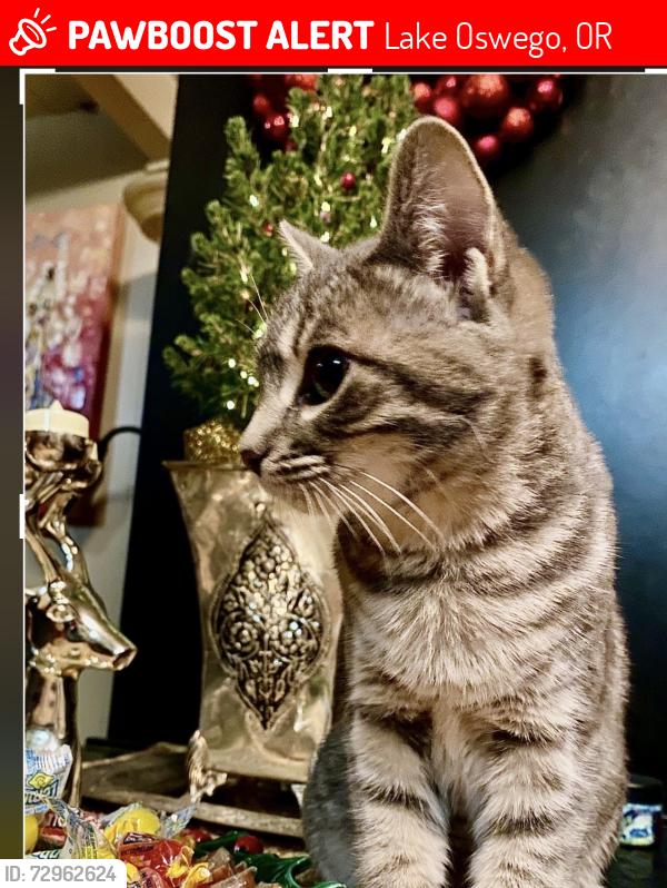 Lost Female Cat last seen Wembley Park Road and Upland Drive, Lake Oswego, OR 97035