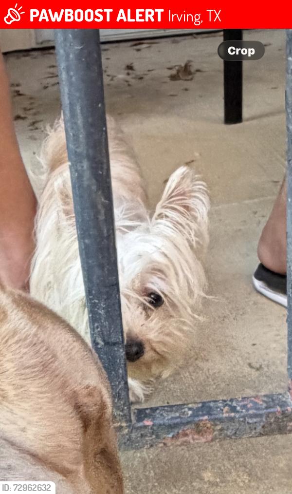 Lost Female Dog last seen Outside balcony , Irving, TX 75038